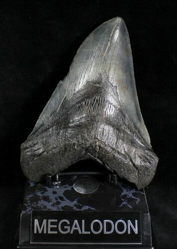 Large Megalodon Tooth - South Carolina #28165